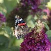 PAPILLON. VULCAIN sur BUDDLEIA. LISE JALOUX